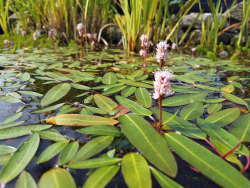 Wasserknöterich - Polygonum amphibium